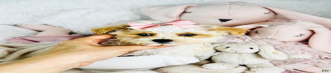 Dulce