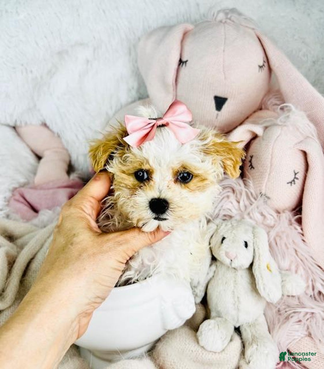 Maltipoo dogs for sale: Dulce - Image 2