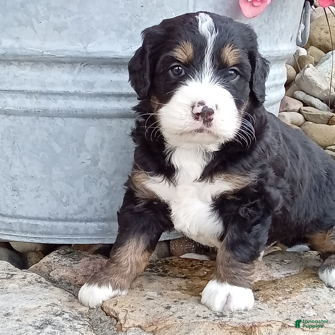 Mini Bernedoodle dogs for sale: Shiloh - Image 17