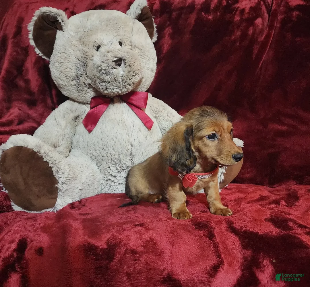 Miniature Dachshund dogs for sale: JOSIE - Image 5