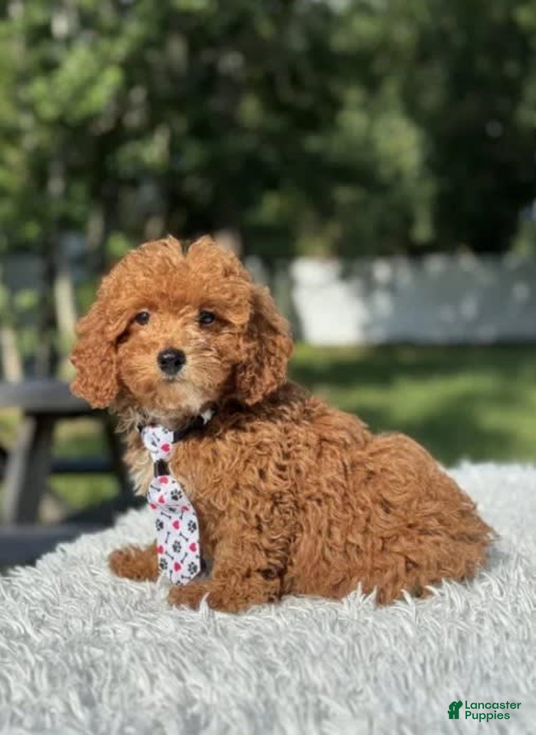 Mini Goldendoodle dogs for sale: Ziggy - Image 7