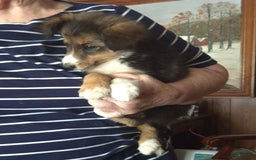 Miniature Australian Shepherd dogs for sale: Sissy - Image 7