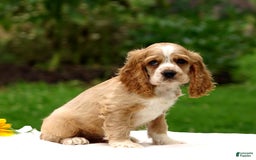 Cocker Spaniel dogs for sale: Tanner - Image 3