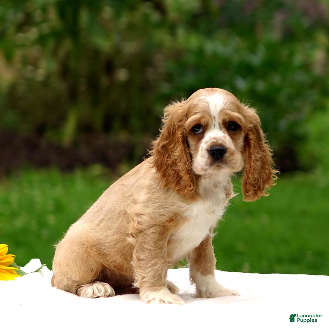 Cocker Spaniel dogs for sale: Tanner - Image 3