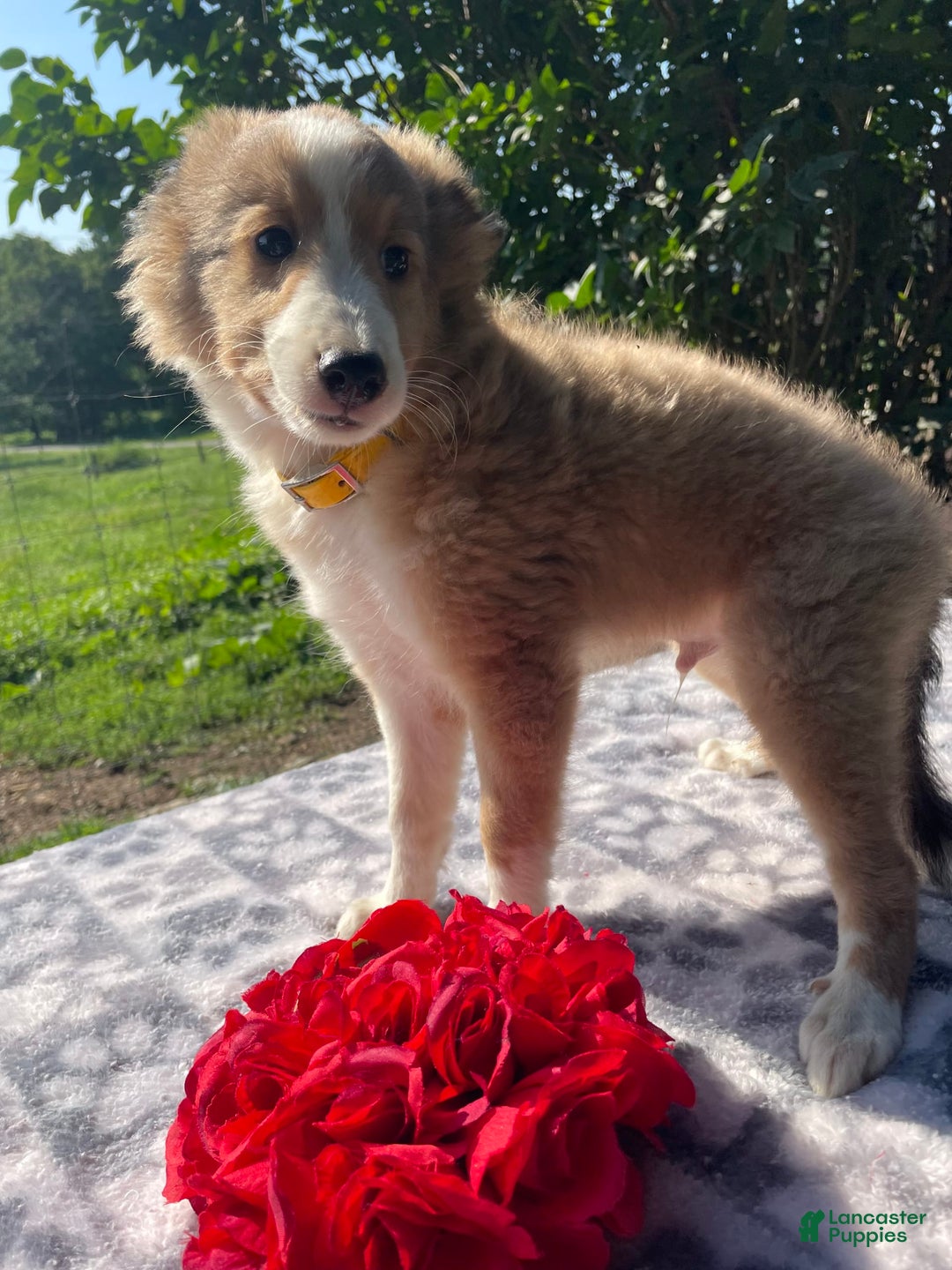 Shetland Sheepdog dogs for sale: Calvin - Image 6