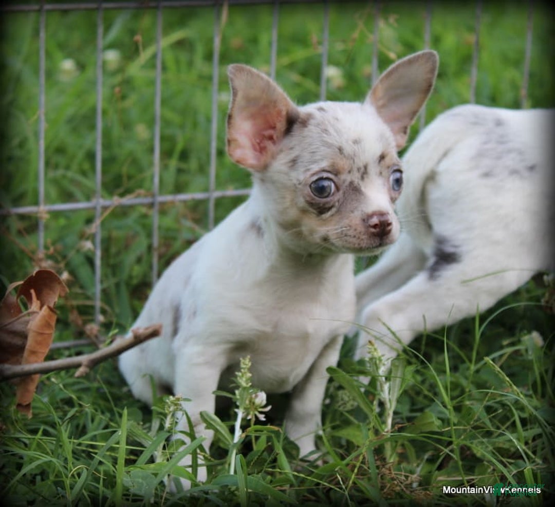 Chihuahua dogs for sale: Merle Alita - Image 1