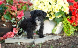Yorkiepoo dogs for sale: Peter - Image 1
