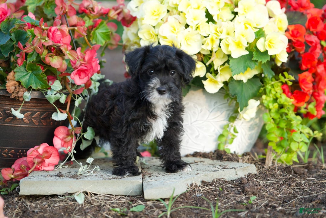 Yorkiepoo dogs for sale: Peter - Image 1