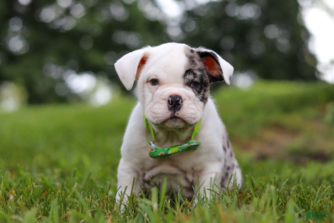 Beabull dogs for sale: Chip - Image 8