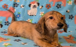 Miniature Dachshund dogs for sale: Ernest - Image 1