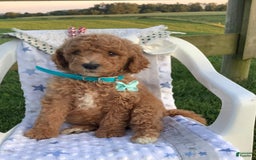 Goldendoodle dogs for sale: Kobe F2b - Image 24