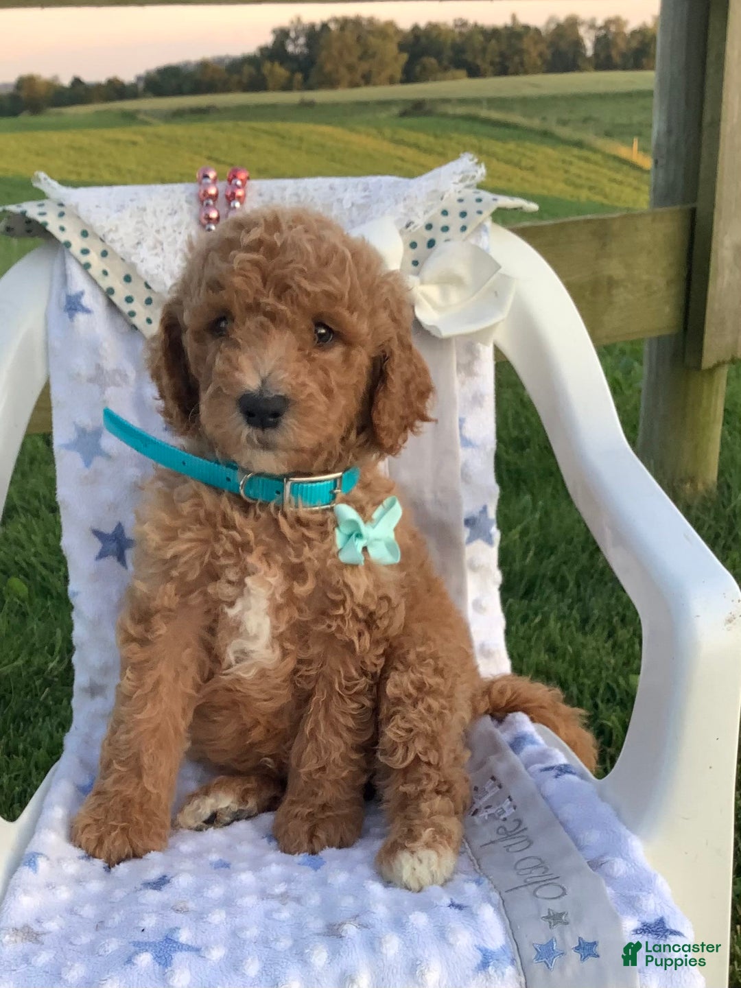 Goldendoodle dogs for sale: Kobe F2b - Image 24