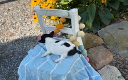 Chihuahua dogs for sale: Puddle - Image 6