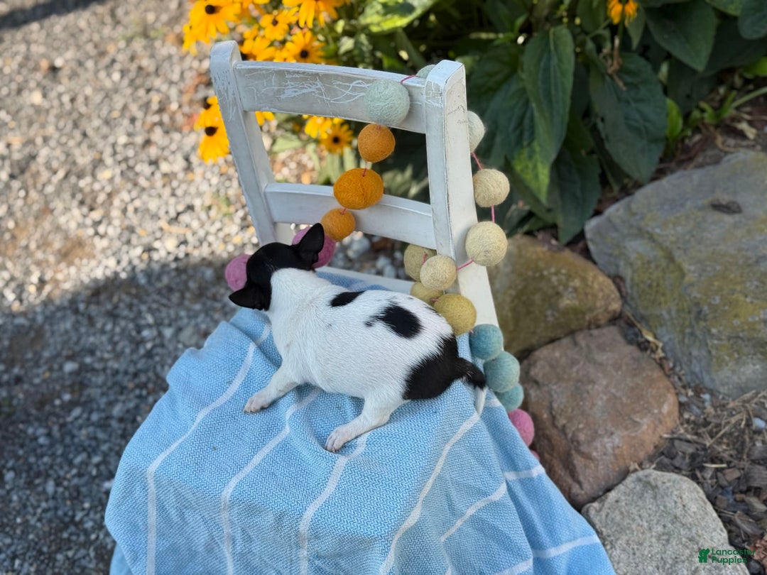 Chihuahua dogs for sale: Puddle - Image 6