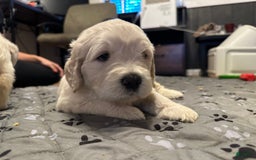 Goldendoodle dogs for sale: Marshall F1b Goldendoodle - Image 3
