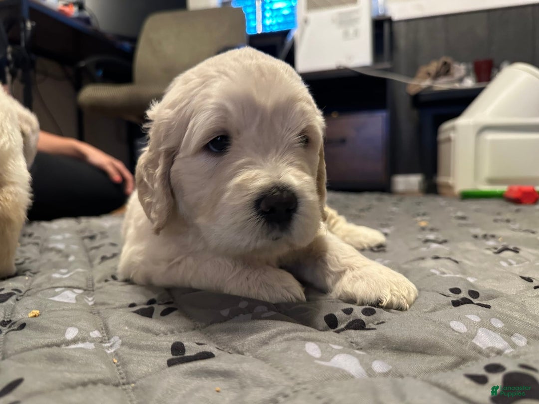 Goldendoodle dogs for sale: Marshall F1b Goldendoodle - Image 3