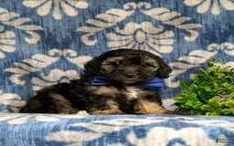 Cavapoo dogs for sale: Dunleigh Hypoallergenic - Image 9