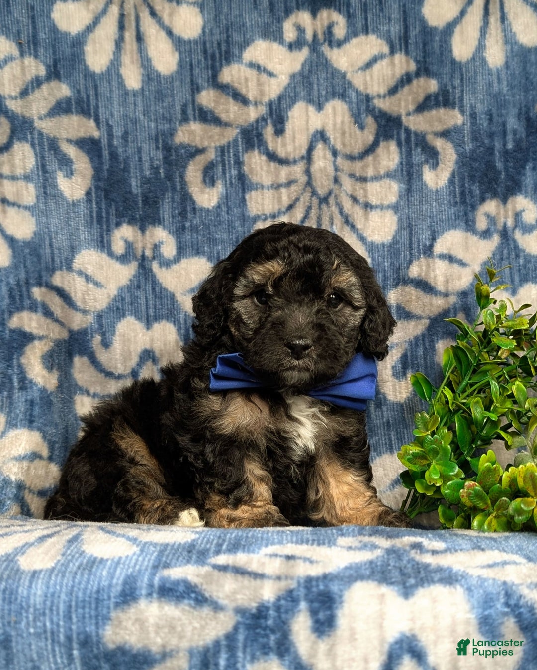 Cavapoo dogs for sale: Dunleigh Hypoallergenic - Image 9