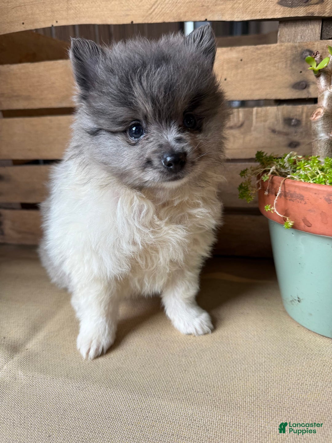 Pomeranian dogs for sale: Aaron - Image 13