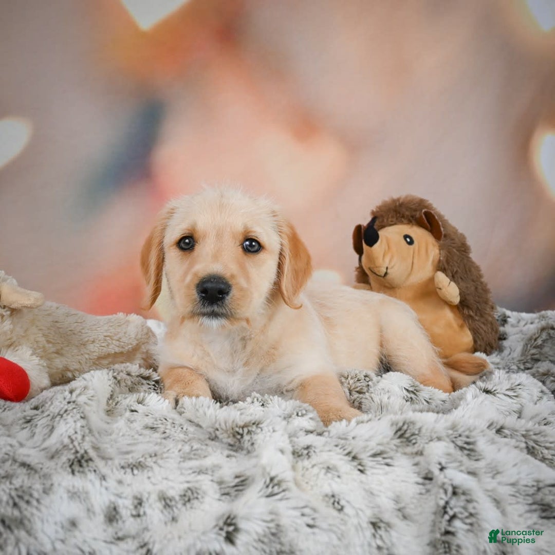 Goldendoodle dogs for sale: Reeses - Image 5