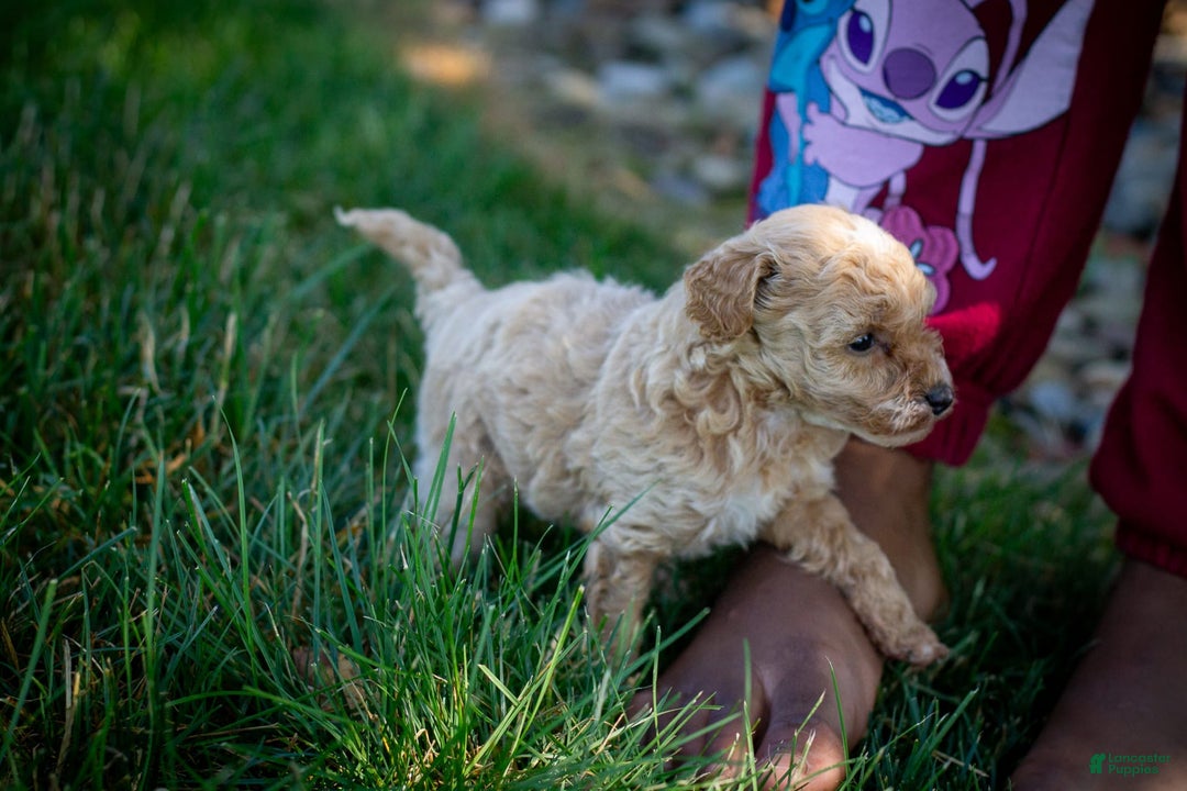Miniature Poodle dogs for sale: Precious - Image 7