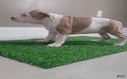 American Bully dogs for sale: Puzzle Piece - Image 4