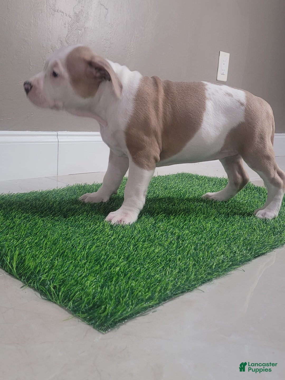 American Bully dogs for sale: Puzzle Piece - Image 4