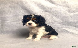 Cavalier King Charles Spaniel dogs for sale: Toby - Image 10