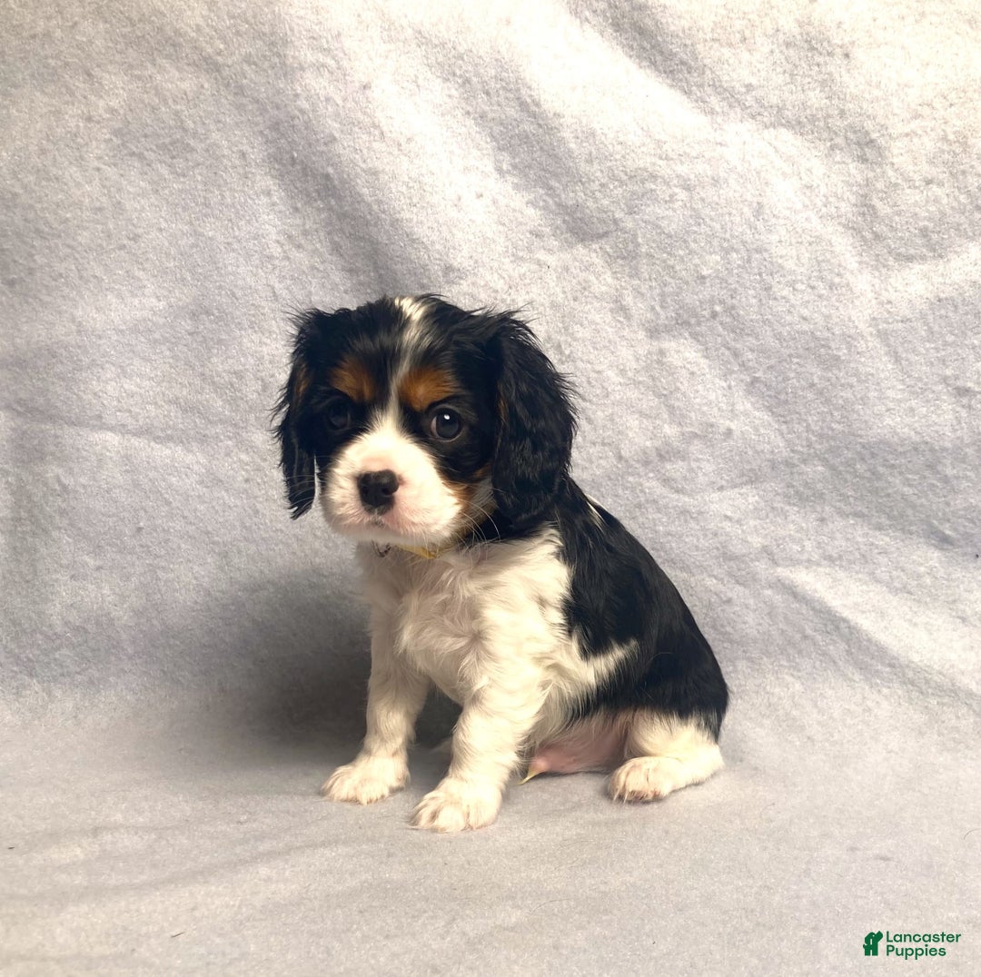 Cavalier King Charles Spaniel dogs for sale: Toby - Image 10