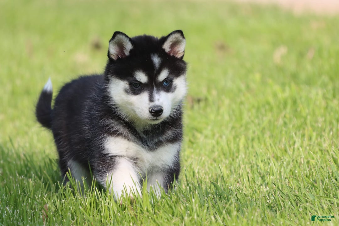 Alaskan Klee Kai dogs for sale: Pudge - Image 1