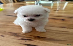 Bichon Frise dogs for sale: Little Princess - Listing for pets: Little Princess, Prince - Image 9