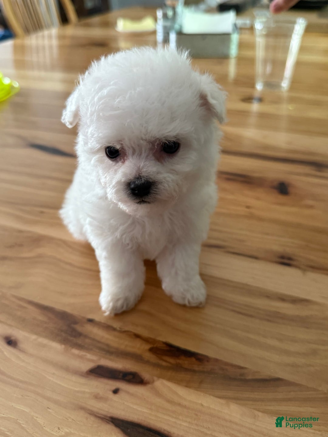 Bichon Frise dogs for sale: Little Princess - Listing for pets: Little Princess, Prince - Image 9