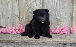 categoriesInfo:categoryAttributeOptions.pets.dogs.breed.belgianGroenendael dogs for sale: Ivy - Image 1