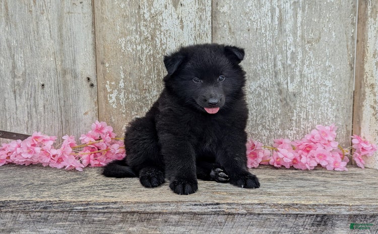 categoriesInfo:categoryAttributeOptions.pets.dogs.breed.belgianGroenendael dogs for sale - Ad 1