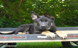German Shepherd dogs for sale: Jeffry - Image 4