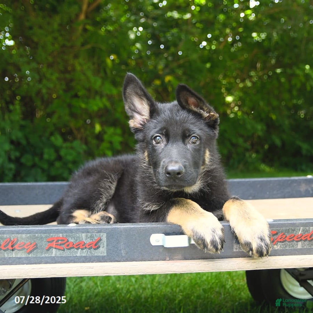 German Shepherd dogs for sale: Jeffry - Image 4