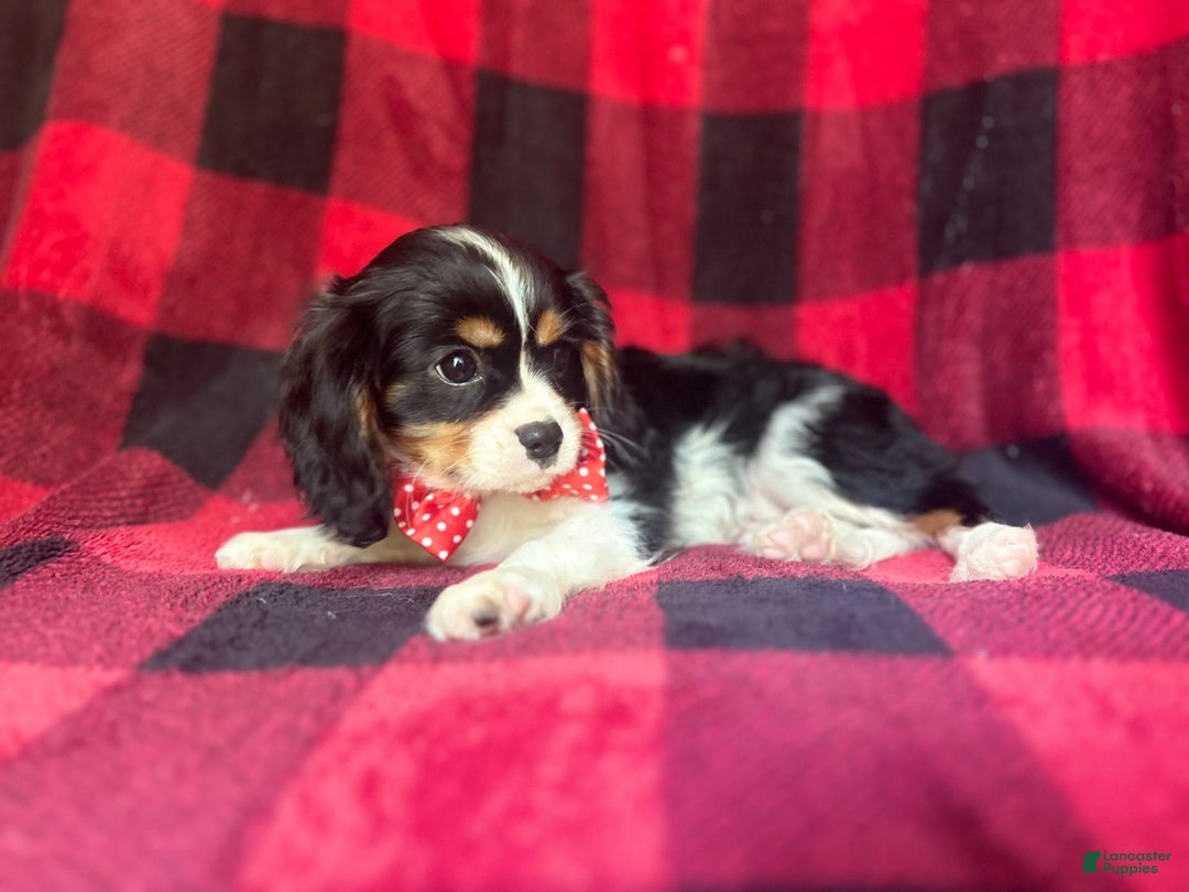 Cavalier King Charles Spaniel dogs for sale: Toto - Image 3