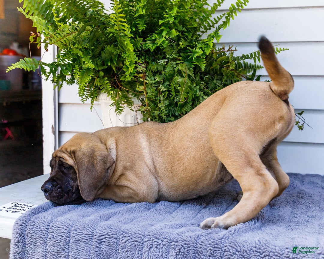English Mastiff dogs for sale: Horace - Image 17