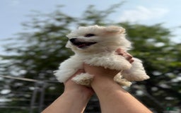 Bichon Frise dogs for sale: Buddy - Image 3