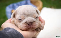 English Bulldog dogs for sale: Turbo - Image 2