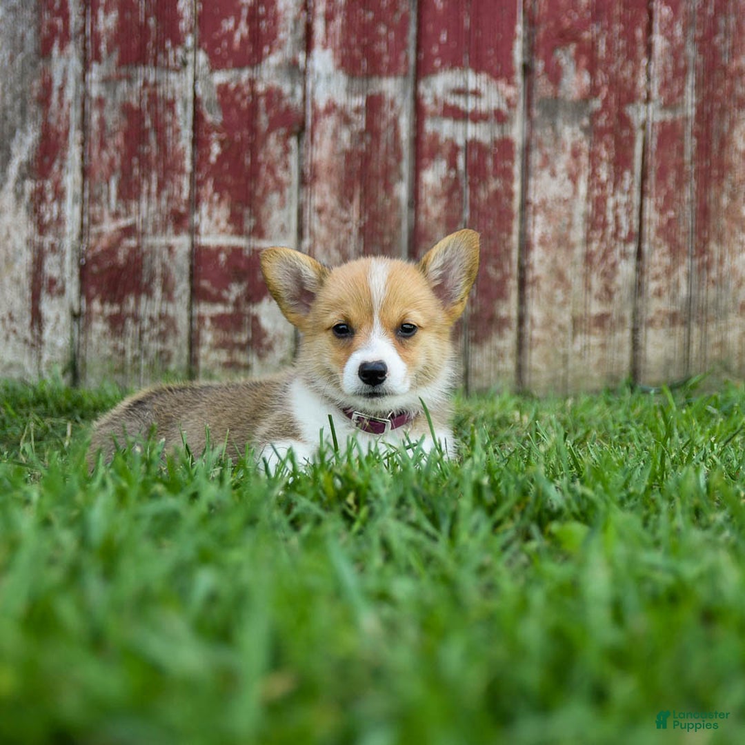 Welsh Corgi Pembroke dogs for sale: Welsh Corgi (Pembroke) 8 puppies - Image 20