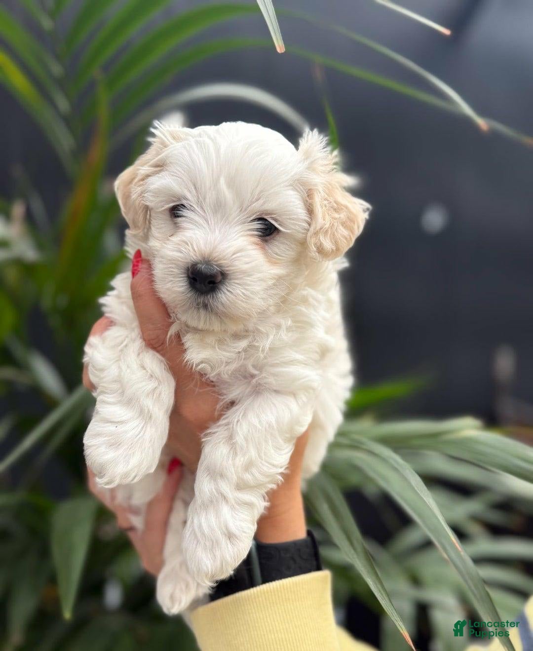 Maltipoo dogs for sale: Dexter - Image 2