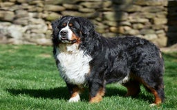 Bernese Mountain Dog dogs for sale: Hermione - Image 6