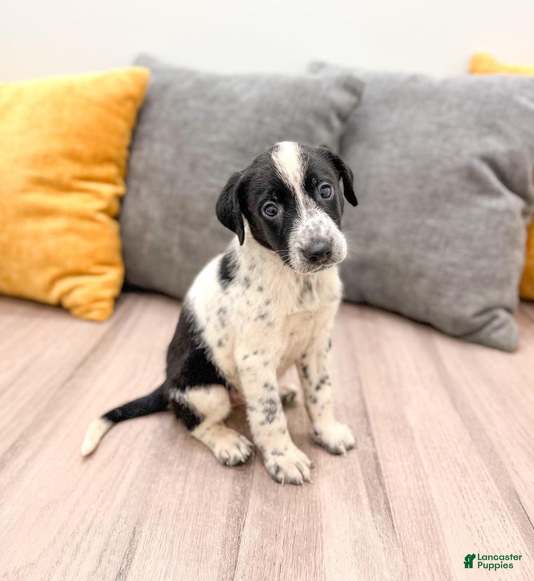 Dalmatian dogs for sale: Oreo - Image 4
