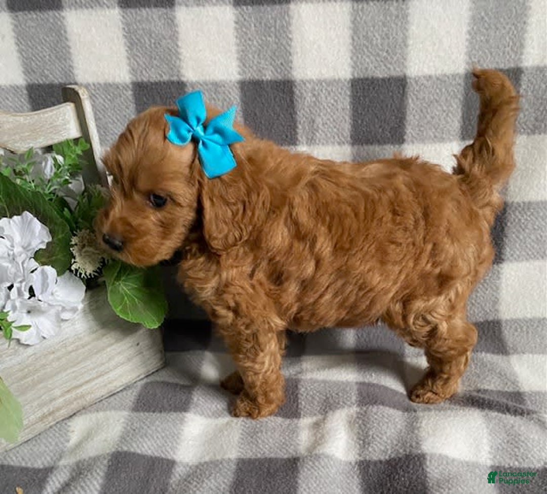 Mini Goldendoodle dogs for sale: Lacey - Image 2