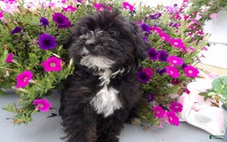 Yorkiepoo dogs for sale: Blanco - Image 1