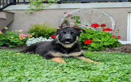 German Shepherd dogs for sale: Trooper - Listing for pets: Trooper - Image 1