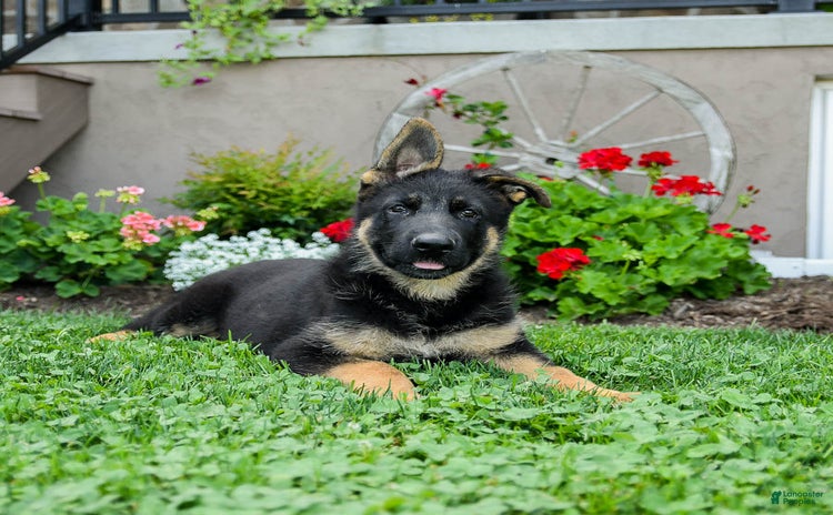 German Shepherd dogs - Advert 38