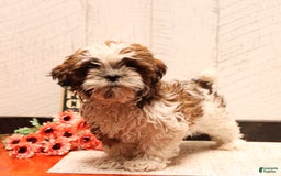 Shih Tzu dogs for sale: Amy - Image 1