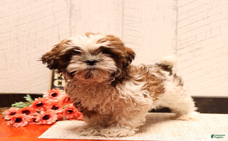 Shih Tzu dogs for sale - Ad 1